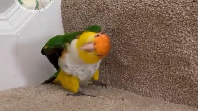 funny pets
