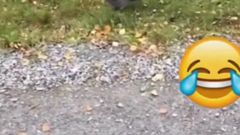 Must Watch New Very Special Funny Video animals 2023😂Top New Comedy Video 2023 😁 (1)