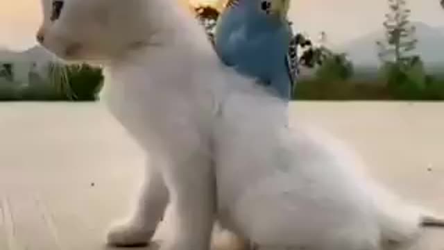 Kitten And Parrot Best Of Friends
