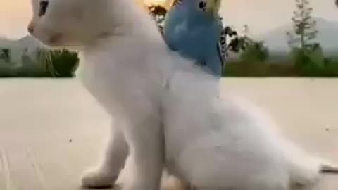 Kitten And Parrot Best Of Friends
