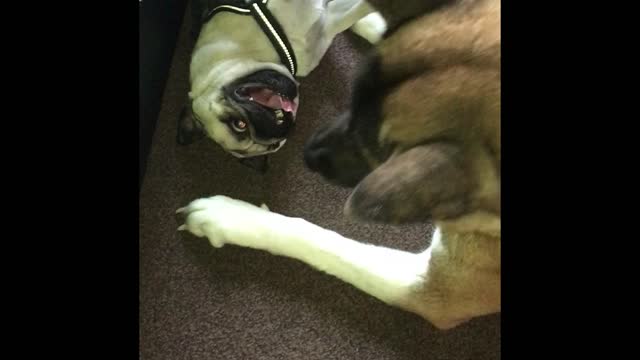 Giant Akita plays with tiny puppy