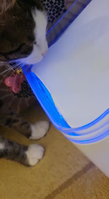 Automatic Water Fountain for Cats