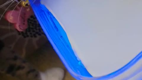 Automatic Water Fountain for Cats