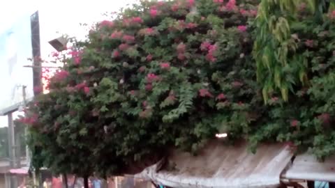 Bard sound (পাখির ডাক )