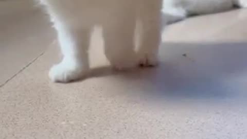 Beautiful cat 🐈 trending video