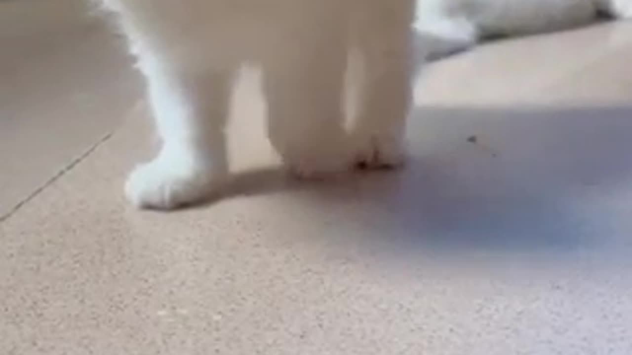 Beautiful cat 🐈 trending video