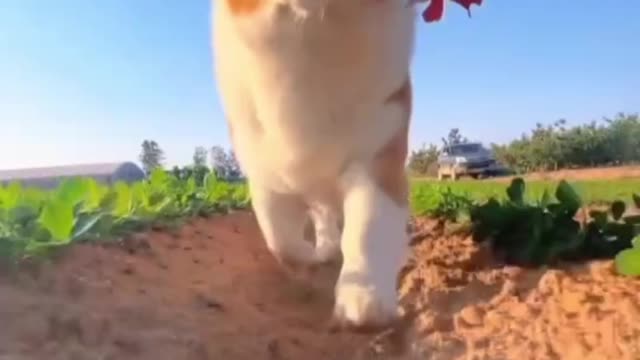 The dog brings roses to the person he likes