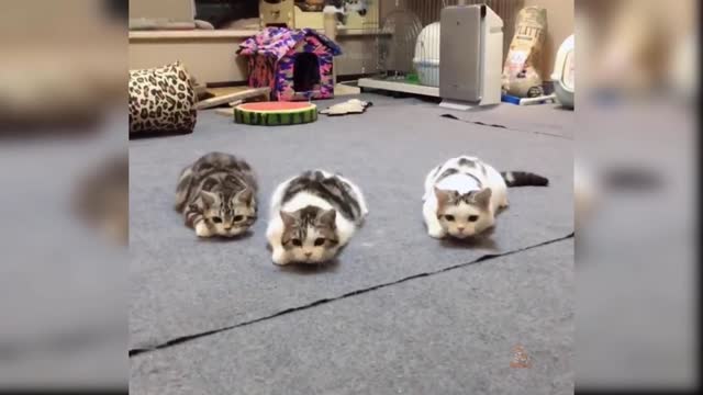 Funny cat complications 2021