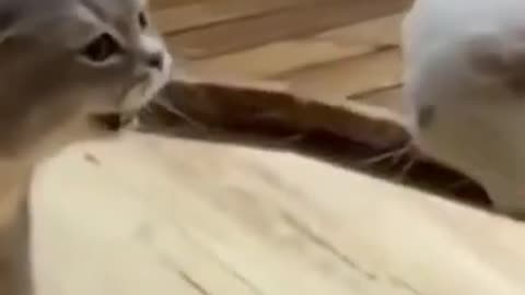 Cute cats funn