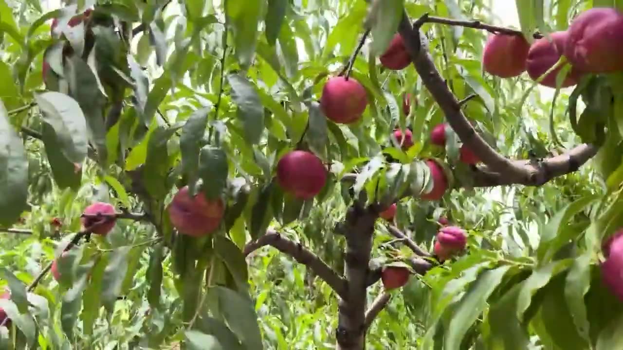 Eating Nectarine In the Farm