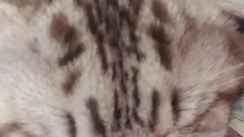Cute cat purrs