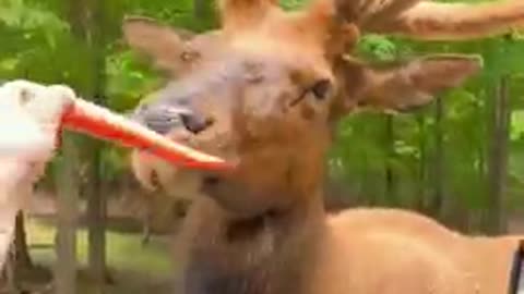 love animals ? cute animals video#shorts #animals