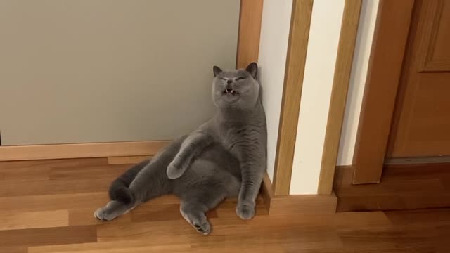 Cute Kitty Sits like a Goofball