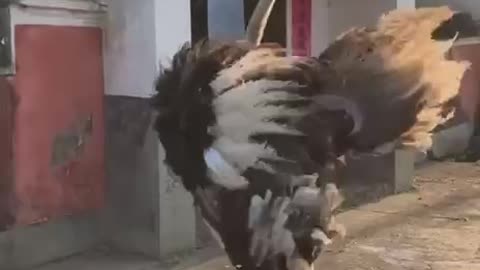 Ostrich Dancing