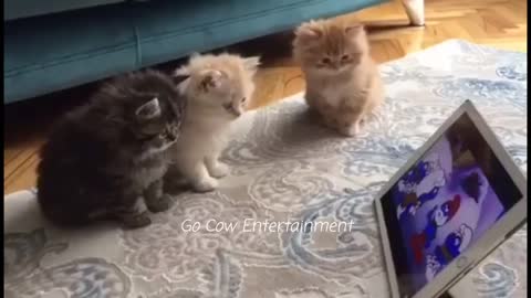 Cats watching Tom and Jerry