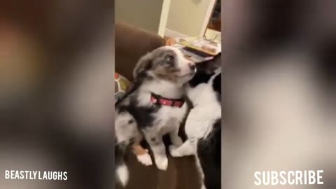 Funny Animals 🐕🐈🐶Comic and Hilarious Activities 2024🤣🤣