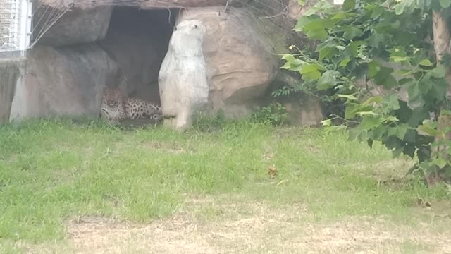 The leopard fell asleep at the entrance of the cave