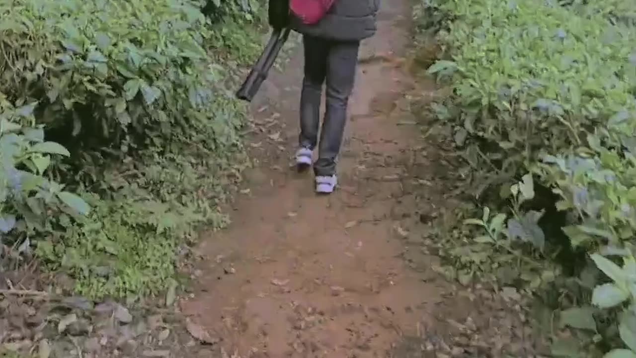 Kebun Teh panama