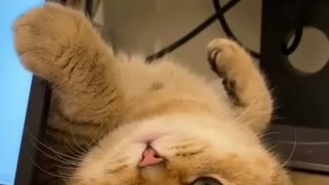 Witness the Comedy Genius of This Cat in Action!