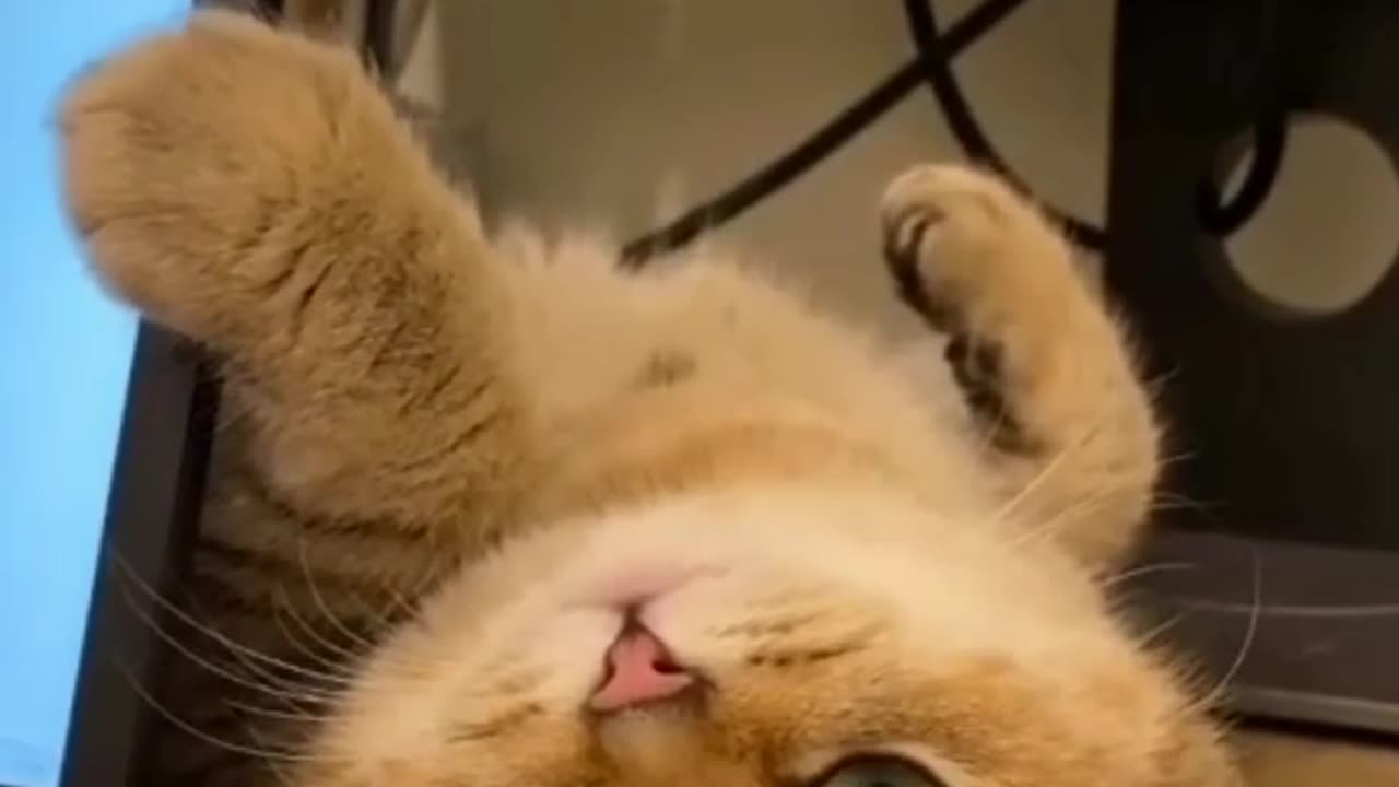 Witness the Comedy Genius of This Cat in Action!