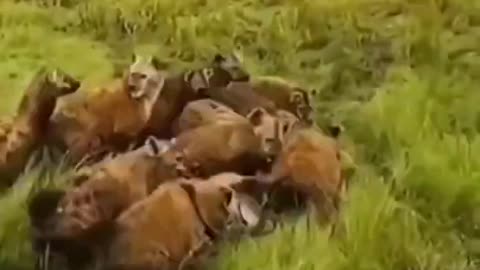 Lions vs Hyenas