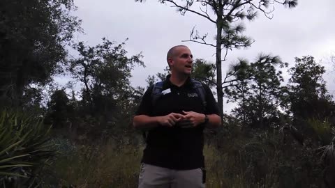 Saw Palmetto