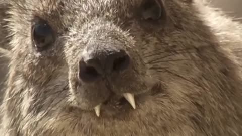 From Fierce to Fabulous | Asias Most Amazing Animals!