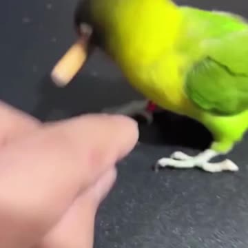 Most Intelligent Baby Parrot | Birds #short