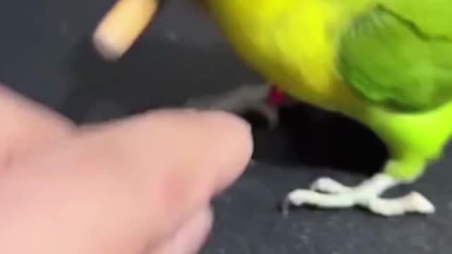 Most Intelligent Baby Parrot | Birds #short