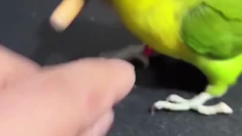 Most Intelligent Baby Parrot | Birds #short