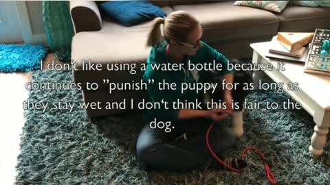 Simple Tricks On How To Stop Puppy Biting
