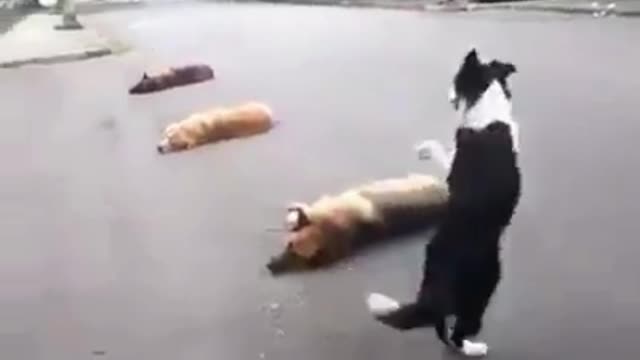 Amazing dogs