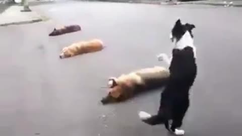 Amazing dogs