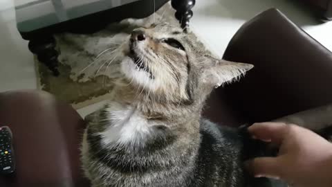 Pussy cat saw the light and inner peace