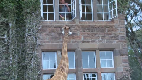 Giraffes mill around outside an old mansion in Kenya