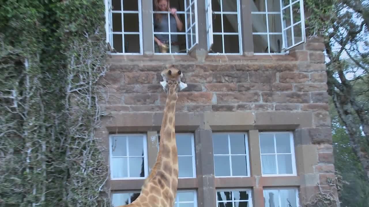 Giraffes mill around outside an old mansion in Kenya