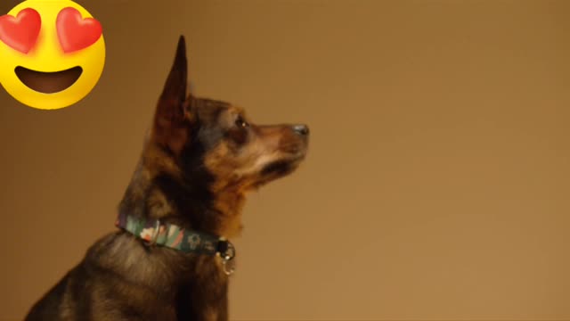 Dog training