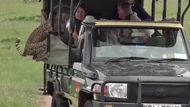 The friendly cheetah jumps into a safari land cruiser