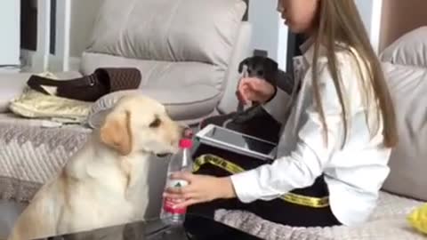 Alaskan malamute meets new baby for the first time