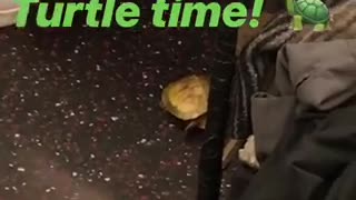 Turtle time a turtle on subway train floor