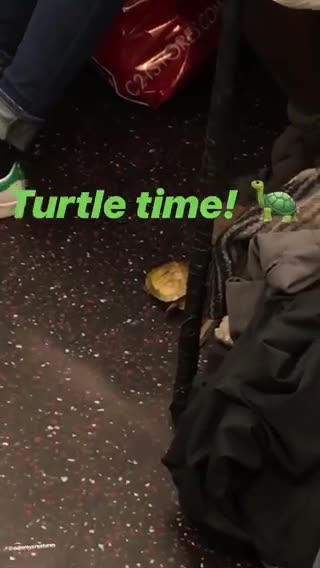 Turtle time a turtle on subway train floor