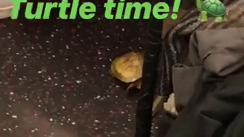 Turtle time a turtle on subway train floor