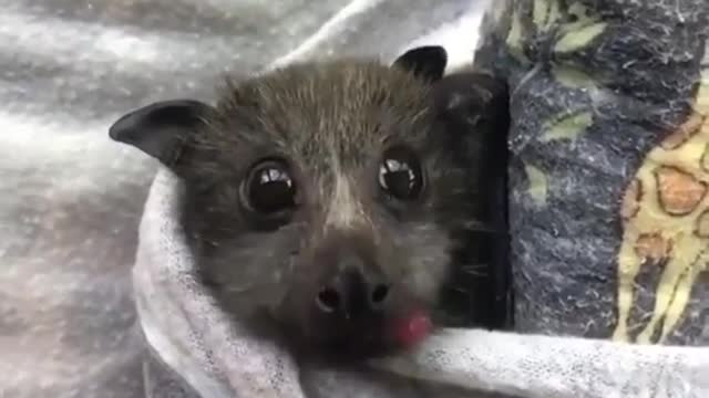 Baby Bat Eating a Strawberry