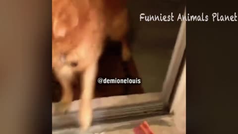 Funny dogs and cats 2023 videos (Compilation)