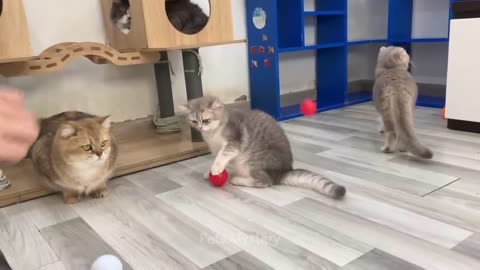 Why having a cat and dog change your life?