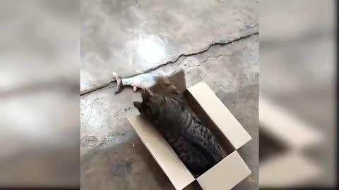 Funny cat in box - Cute cat video