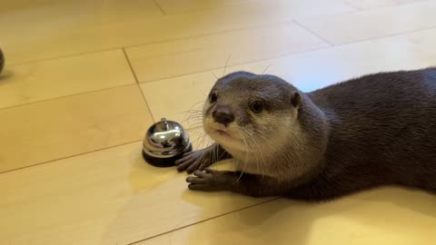 Press the bell for beef jerky! What about beavers?
