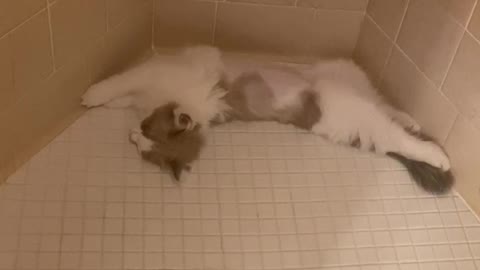 Upside down Kitten Sleeps in Shower