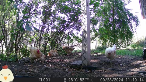 OMC! Extended: 1 hour Chicken cam & testing the Wosports G600 4k - NOT SPONSORED.