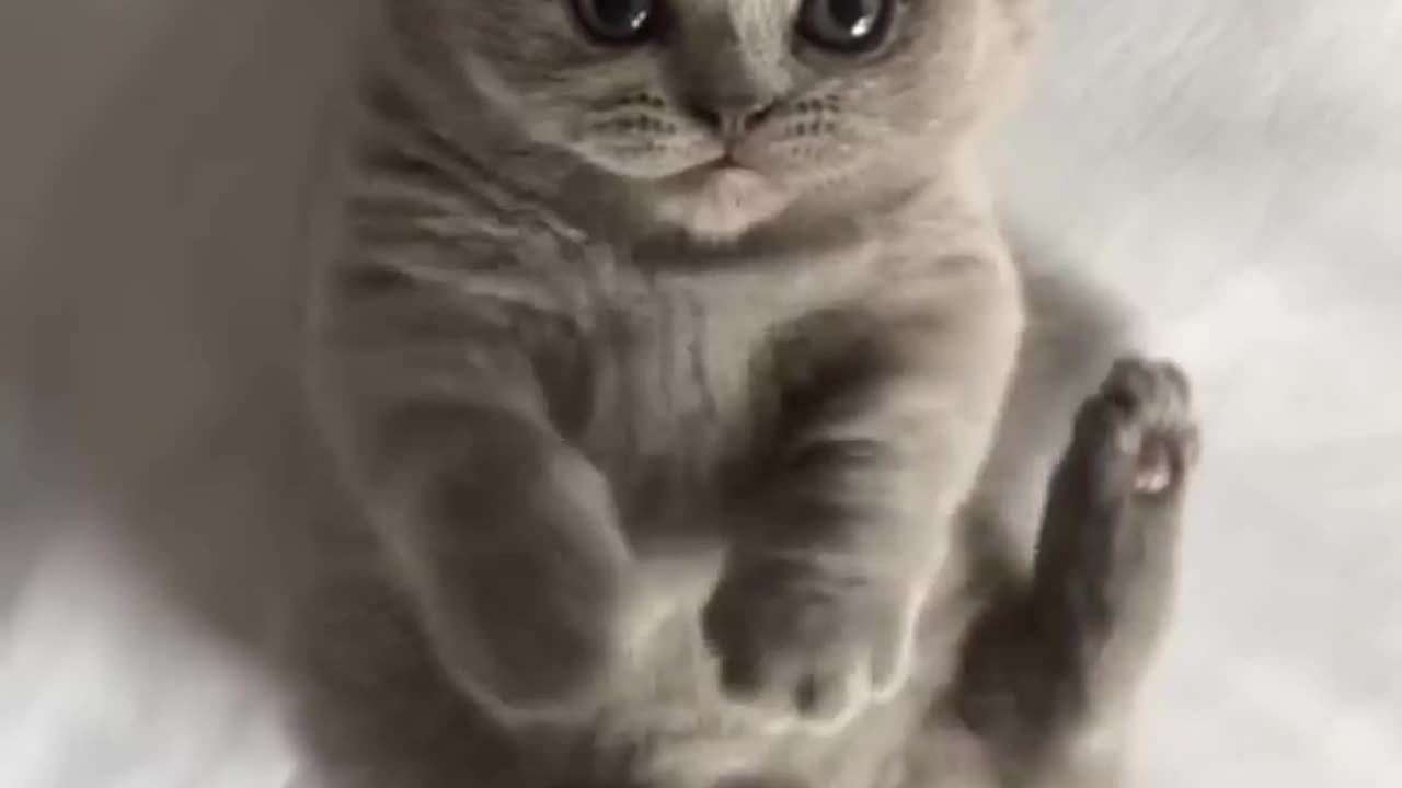 Cute kitten #catvideos #cats #lovecats #catlover #kittens